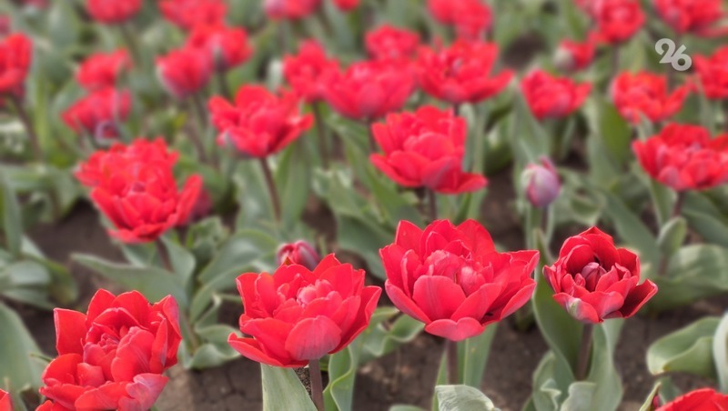 Тюльпаны распустились в парке «Цветник» в Пятигорске